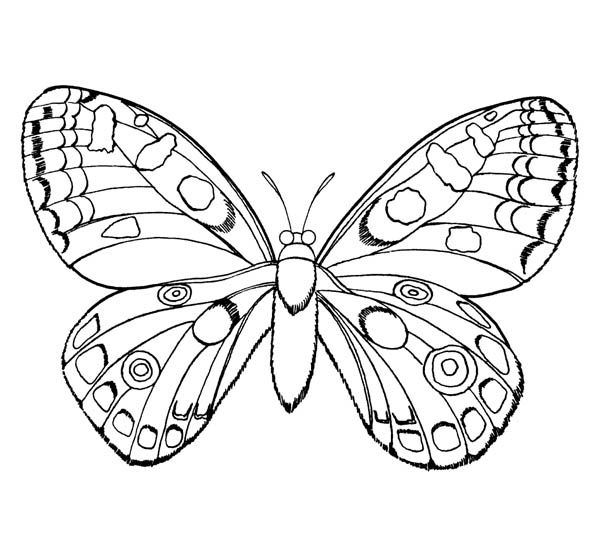 Beautiful Butterfly Colouring Pages 39