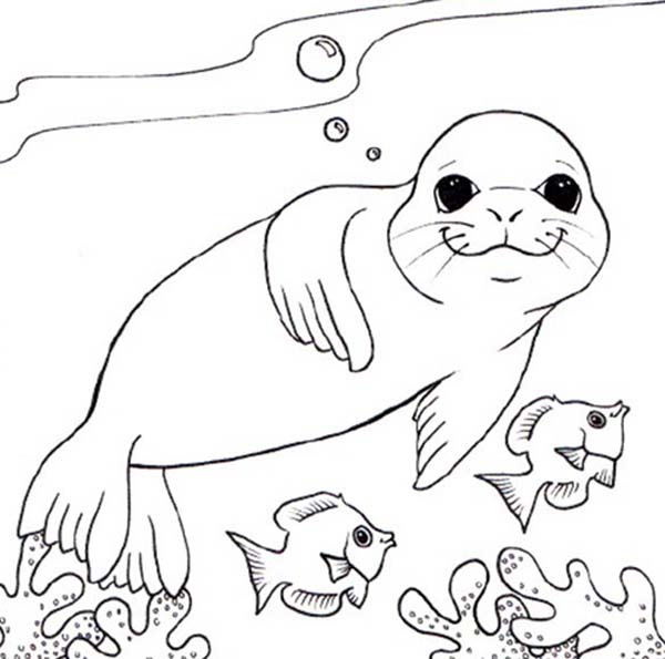 ocean seals coloring pages - photo #36