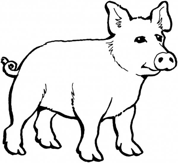 year of the pig coloring pages - photo #34