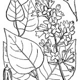 Lilac, Flowers And Leaves Of Lilac Coloring Page: Flowers and Leaves of Lilac Coloring Page