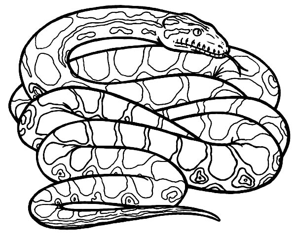 How To Draw Anaconda Snake Coloring Page.