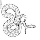 Anaconda, Larget Amazon Snake Anaconda Coloring Page: Larget Amazon Snake Anaconda Coloring Page