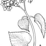Lilac, Lilac Branch And Leaves Coloring Page: Lilac Branch and Leaves Coloring Page
