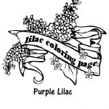 Lilac, Lilac Flower From New Hampshire Coloring Page: Lilac Flower from New Hampshire Coloring Page