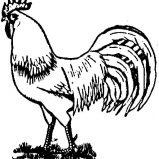 Rooster, Sketch Of A Rooster Coloring Page: Sketch of a Rooster Coloring Page