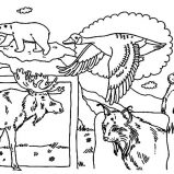 Canada Day Event, Bunch Of Indigenous Animals On Canada Day Event Coloring Pages: Bunch of Indigenous Animals on Canada Day Event Coloring Pages