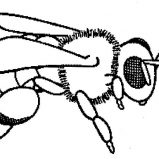 Honey Bee, Baby Honey Bee Coloring Pages: Baby Honey Bee Coloring Pages