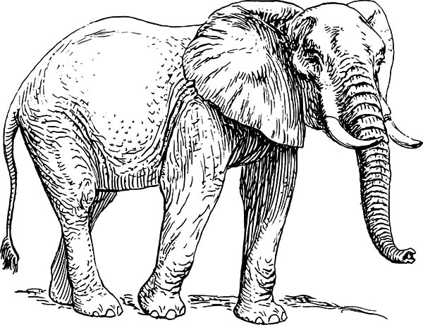 african elephant coloring pages | coloring sky